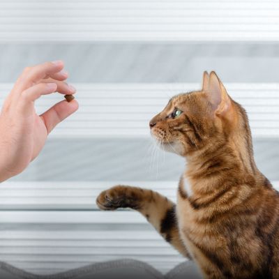 Cat being given a treat