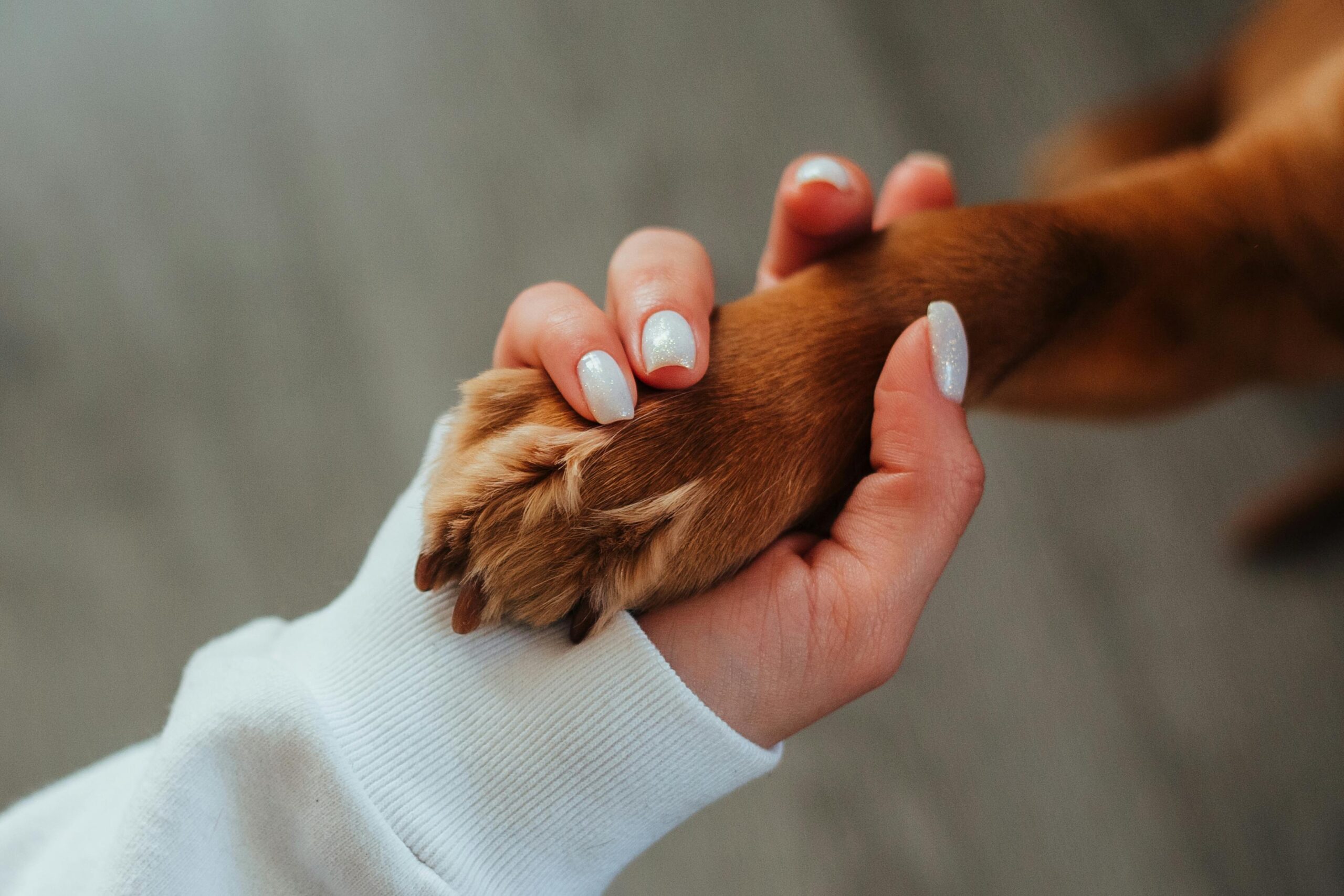 Hand holding paw