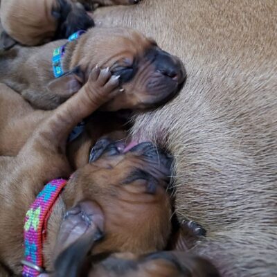 Reagan Nursing With Sibling Puppies