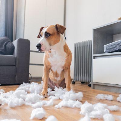 Dog making a mess