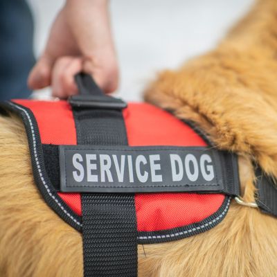 Service dog working